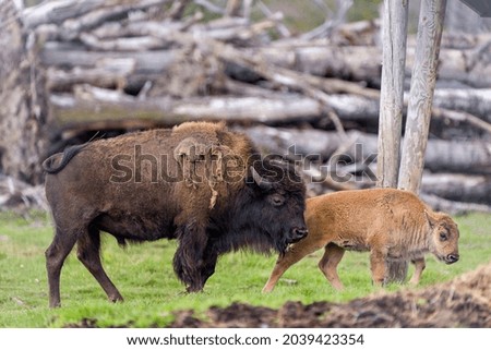 Bison adult with baby bison walking in the field in their environment and habitat surrounding with a blur background. Buffalo Picture.