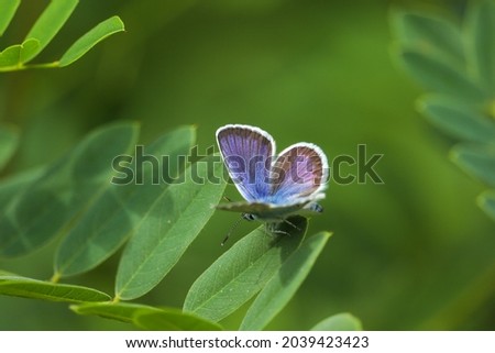 Silver-studded blue (Plebejus argus) butterfly