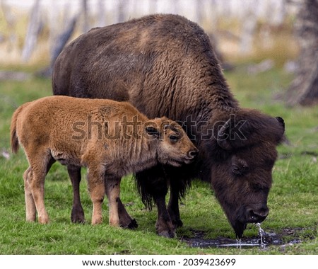 Bison adult with baby bison drinking water in the field in their environment and habitat surrounding. Buffalo Picture.