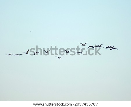 Flamingo birds in flight. Flock of birds in flight - silhouettes. Royalty-Free Stock Photo #2039435789