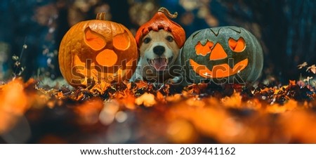 Happy dog in Halloween costume and two blazing carved pumpkins (Jack o'lantern) on Autumn leaves in night