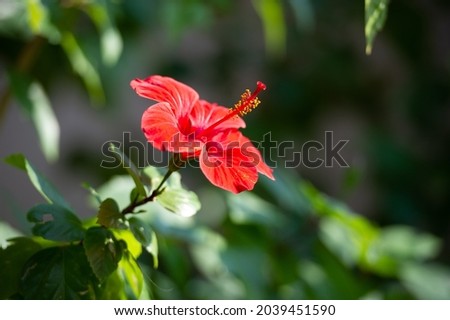 The hibiscus of the mallow family, Malvaceae are known as pink mallow. Other names include hardy, rose of sharon, and tropical. In Egypt, hibiscus tea is known as karkadÃ© (ÙƒØ±ÙƒØ¯ÙŠÙ‡)