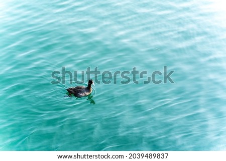 A beautiful background from the view of a black gull with a white curved beak floating on the sea on a sunny summer day