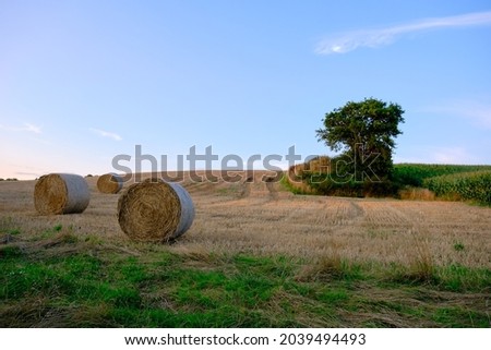 Roll of wheat straw in a field, evening light in summer with a grove rich in vegetation. Grove tree between two fields, wheat and corn. Southern Brittany, Morbihan. Auray river