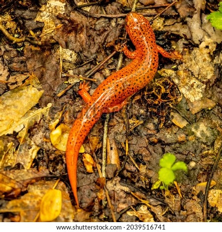 Red Salamander Curves Its Body On Wet Trail in Great Smoky Mountains National Park
