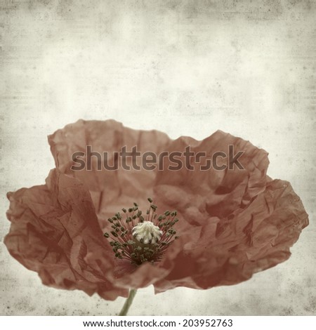 textured old paper background with poppy