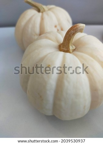 still life photography with real white pumpkin 