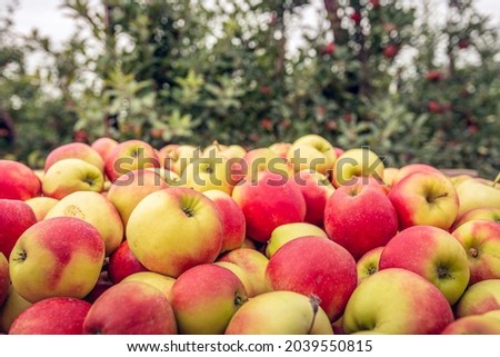 Lots of just picked ripe red and yellow apples in a picking crate in the foreground. In the background, the apple trees in the orchard are out of focus. The photo was taken in a Dutch apple orchard.