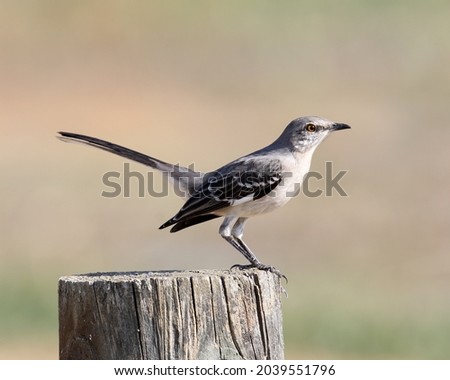 Northern Mockingbird
(Mimus polyglottos) bird 