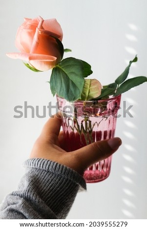 beautiful rose in a glass vase on a white background