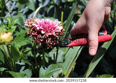 Deadheading and clipping back spent dahlia flowers Royalty-Free Stock Photo #2039557238