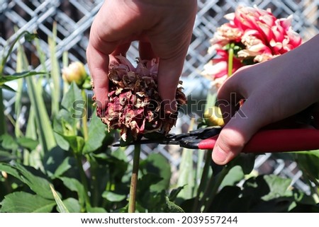 Deadheading and clipping back spent dahlia flowers Royalty-Free Stock Photo #2039557244