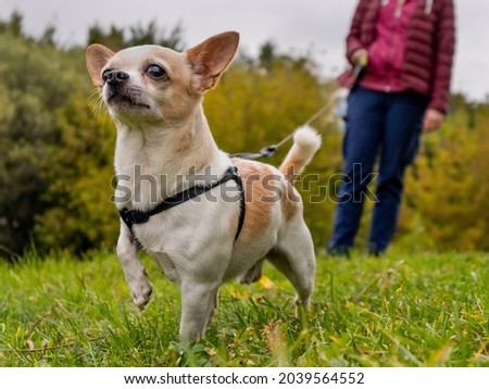 Chief the young chihuahua in the black harness walking in the early autumn park with his owners feet in background dog looking in distance with erected ears