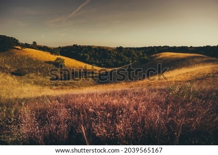 Landscape of Zagajicka Brda, Deliblatska Pescara, Serbia. Sand dunes covered with grass.