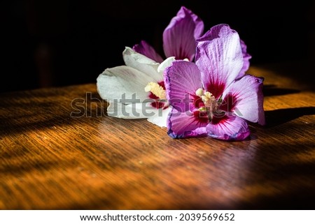 Creative colorful pink and white summer flowers composition on the wooden table with sunlight. Side view.