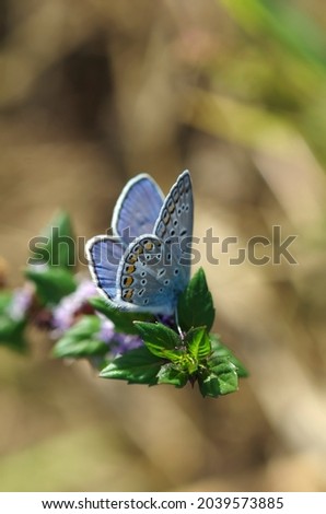Beautiful blue butterfly on a leaf