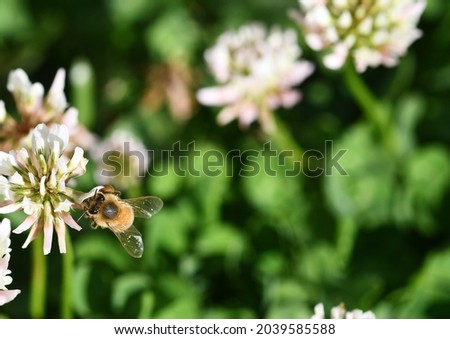 clover and bee close up