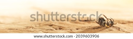 Dry desert soil with a single dead bee. Concept displaying the dangers of honey bee extinction, pesticides and pollution, colony collapse disorder, or global warming or climate change. Royalty-Free Stock Photo #2039603906