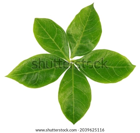Top view of henna leaves over white background