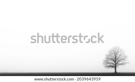 Lonely tree in the fog abstract black and white photography Royalty-Free Stock Photo #2039643959