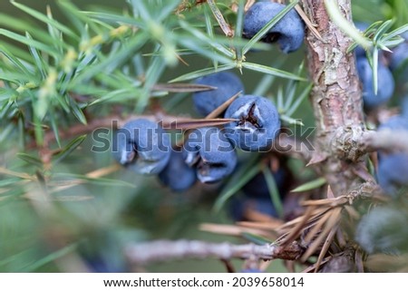 Juniperus communis, the common juniper, is a species of small tree or shrub in the cypress family Cupressaceae. Juniperus communis branch with fresh blue cones. Royalty-Free Stock Photo #2039658014