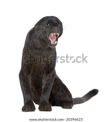 Black Leopard (6 years) in front of a white background