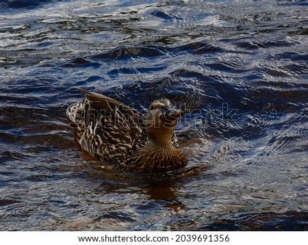 Duck on the loch ness