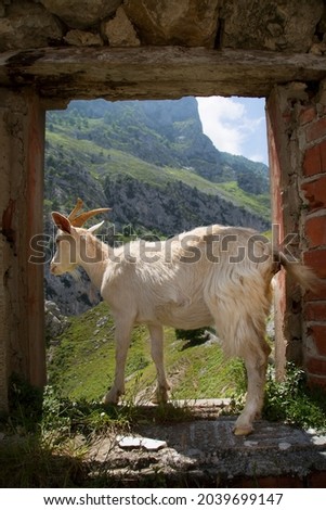 dilapidated and abandoned farm high in the mountains used by goats as a barn and to lick salt from the walls, standing in the window frame