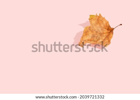 Minimalistic fall season scene with wither, fallen off leaf of the plane tree isolated on the pastel pink background. Sun and shadows. Natural autumn note card concept.