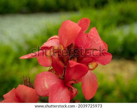 a beautiful picture of a red flower