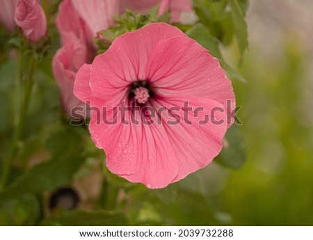 a very nice picture of pink flower