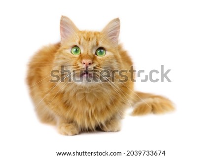 Ginger fluffy cat with green eyes sitting and looking. isolated on white background, selective focus