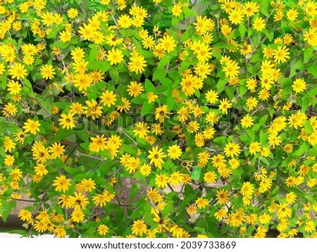 photo of yellow flowers, on a yellow wall background