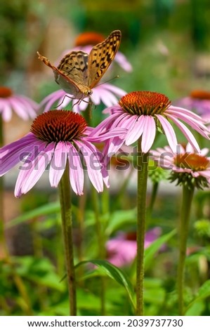 Close up of a beautiful fritillary butterfly taking flight with wings spread and a semi coiled proboscis (tongue) after drinking nectar from tall stemmed echinacea coneflowers