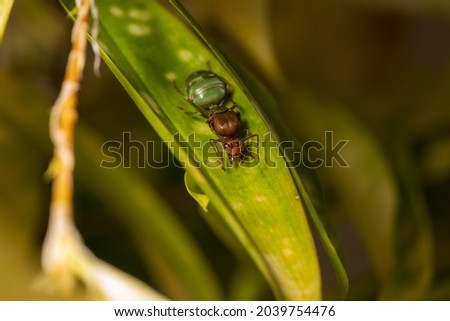 Macro picture of Ant weaver queen lying eggs on green leaf