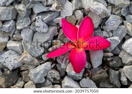 Deep pink flower on the rock floor 