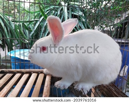 very cute white bunny with red eyes