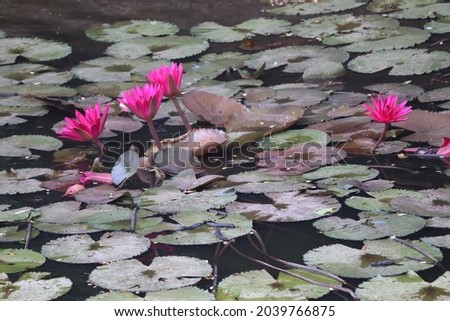 View of pink lotus flowers in a pond