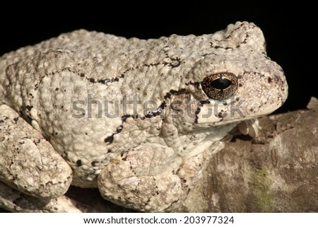 Gray Tree Frog (Hyla versicolor) on a tree with a black background