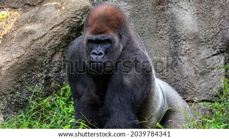  Powerful silverback gorilla making a defiant stand Royalty-Free Stock Photo #2039784341