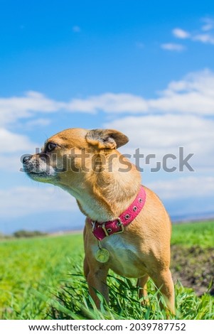 Profile Picture of Chihuahua in a field