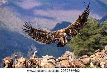 The griffon vulture is an immense and unmistakable raptor, with a wingspan of more than 2.5 m and a weight of 6-9 kg, this scavenger is one of the most voluminous birds in Europe Royalty-Free Stock Photo #2039789462