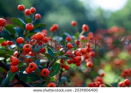 Firethorn (Pyracantha) plant backdrop image. Autumn vibes concept. Pyracantha coccinea, or red firethorn, a popular decorative garden bush with bright orange berries. Royalty-Free Stock Photo #2039806400
