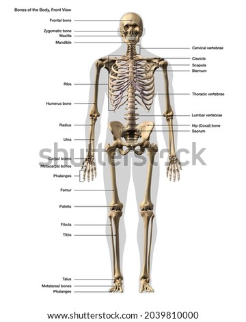 Skeletal System with Labeling Male Full Body Front View on White Background, 3D Rendering