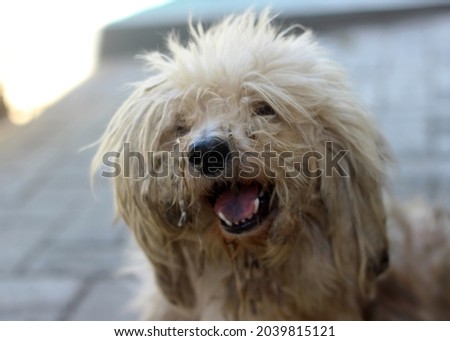 a cavachon dog opens its mouth. the focus is on its nose.