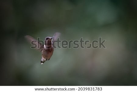 A beautiful female Ruby throated hummingbird photo with a Bokeh background.