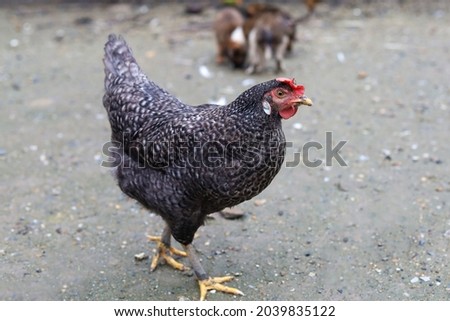 The black hen is stay and releax on floor in garden Royalty-Free Stock Photo #2039835122