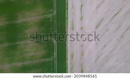 Drone photo of the bright green wheat field separated by the road. There is a tree by the road. aerial view. beautiful minimalist wallpaper.