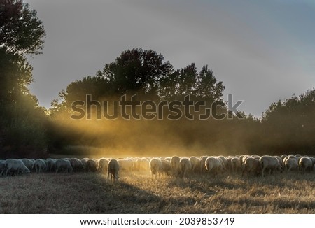group of sheep grazing at sunset