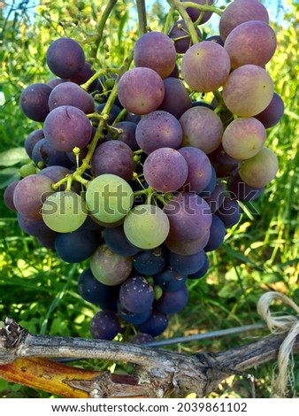 macro photography of grapes organic 